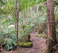 Honuaula Forest Reserves 5.5 acres goats hunting land in Kailua-Kona, HI