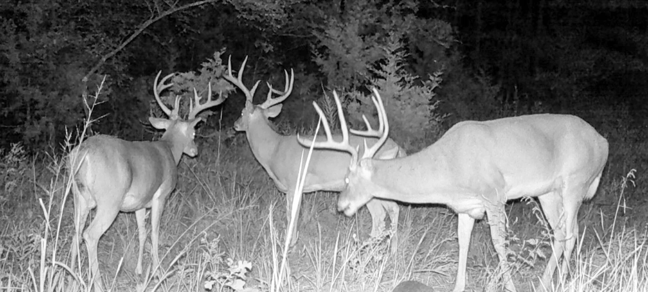 Bird Creek Crossing Hunting Land for Sale