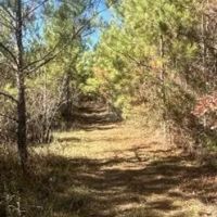 80 Acres in Newton County in Hickory MS images 4