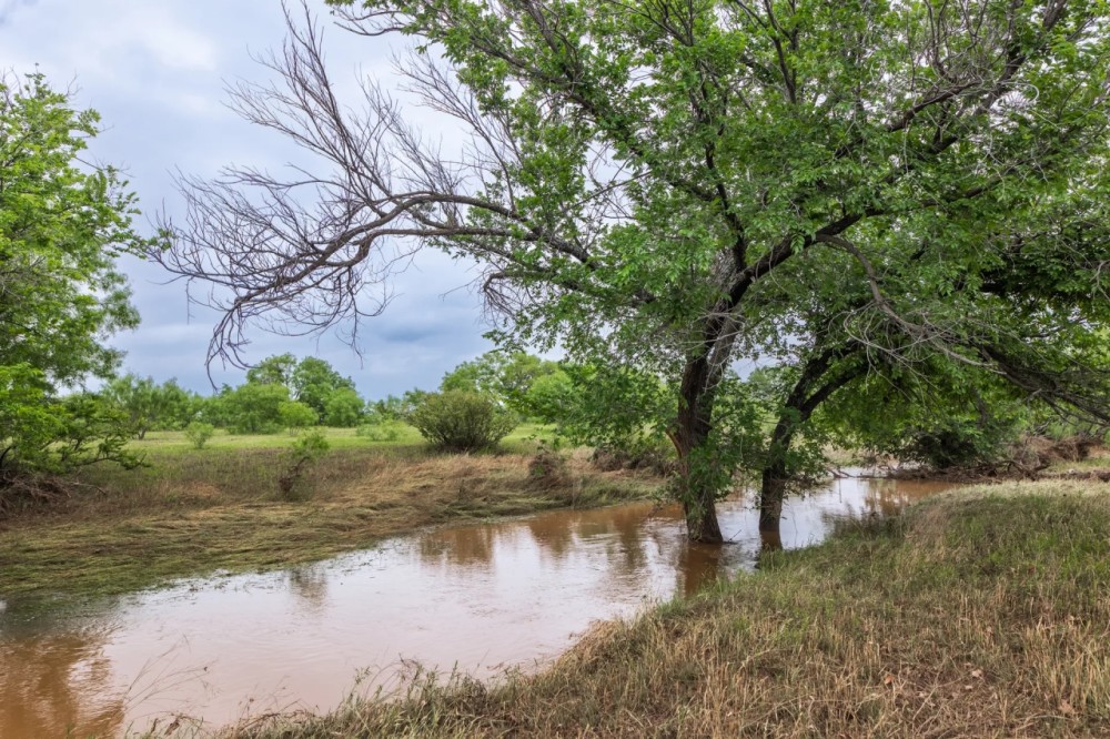 Maxy Ranch featured image