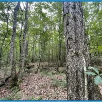 20 Acres in Copiah County in Hazlehurst MS images 3