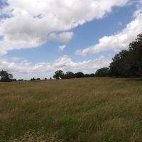230 ACRES OF PRIME HUNTING AND RECREATIOAL PROPERTY images 3