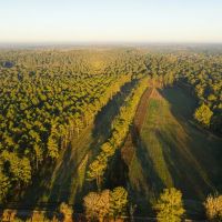 Bishop Hill Plantation images 3