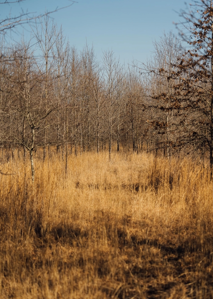 559.1 Acres with a Lodge in Quitman County MS Hunting Land for Sale