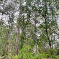 341 Acres FM 1475 images 4