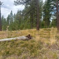 Black Mountain Getaway images 5