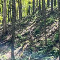 300-acre Hunting Land for sale spring-fed pond Interior Roads and Marketable timber. images 2