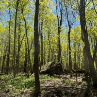300-acre Hunting Land for sale spring-fed pond Interior Roads and Marketable timber. images 3