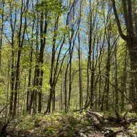 300-acre Hunting Land for sale spring-fed pond Interior Roads and Marketable timber. images 5