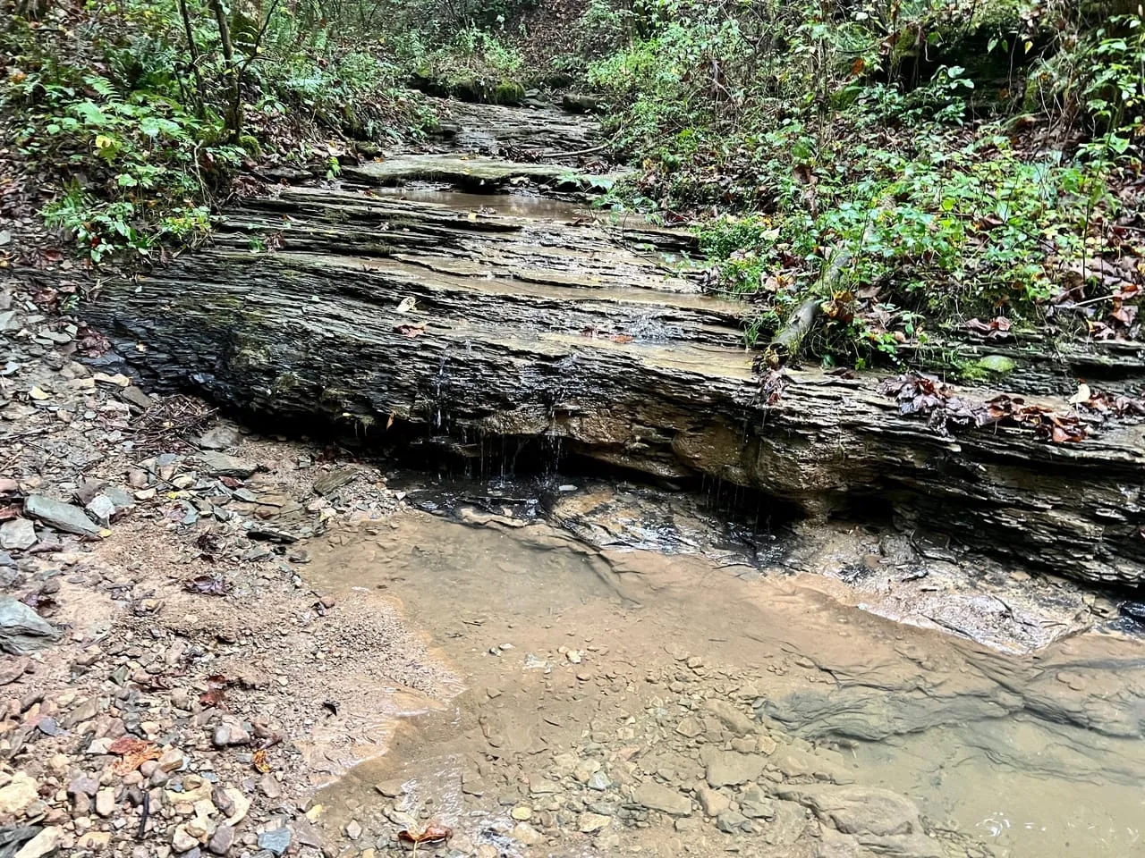 Fayette County 444 Acres Hunting Land for Sale HuntingLocator