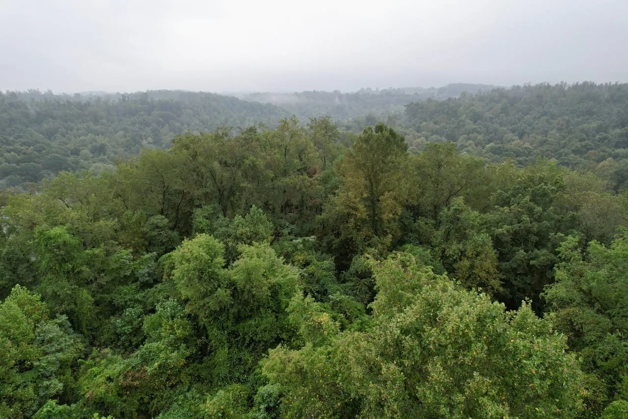 Fayette County 444 Acres Hunting Land for Sale HuntingLocator