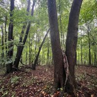 Fayette County - 444 - Acres images 3