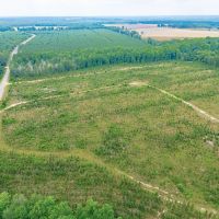Timber Wildlife and Serenity 64 Acres in Telfair County images 5