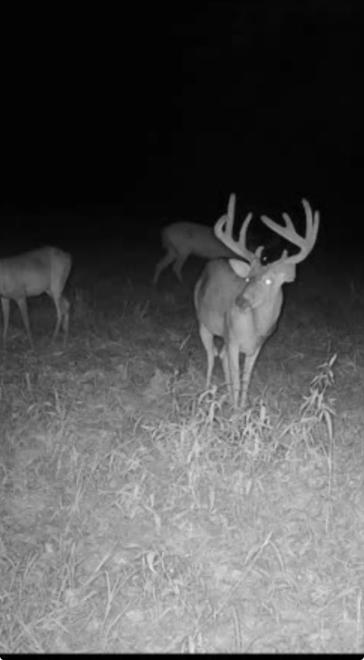MS - Adams County 36 acres - featured image