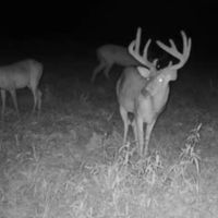 MS - Adams County 36 acres -