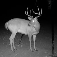 MS - Adams County 36 acres - images 2
