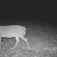 MS - Adams County 36 acres - images 4
