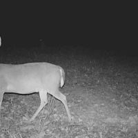 MS - Adams County 36 acres - images 5