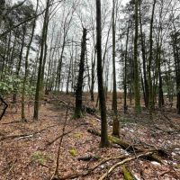 51 acres Open Fields and Woodlands in Liberty NY White Sulphur Road images 5
