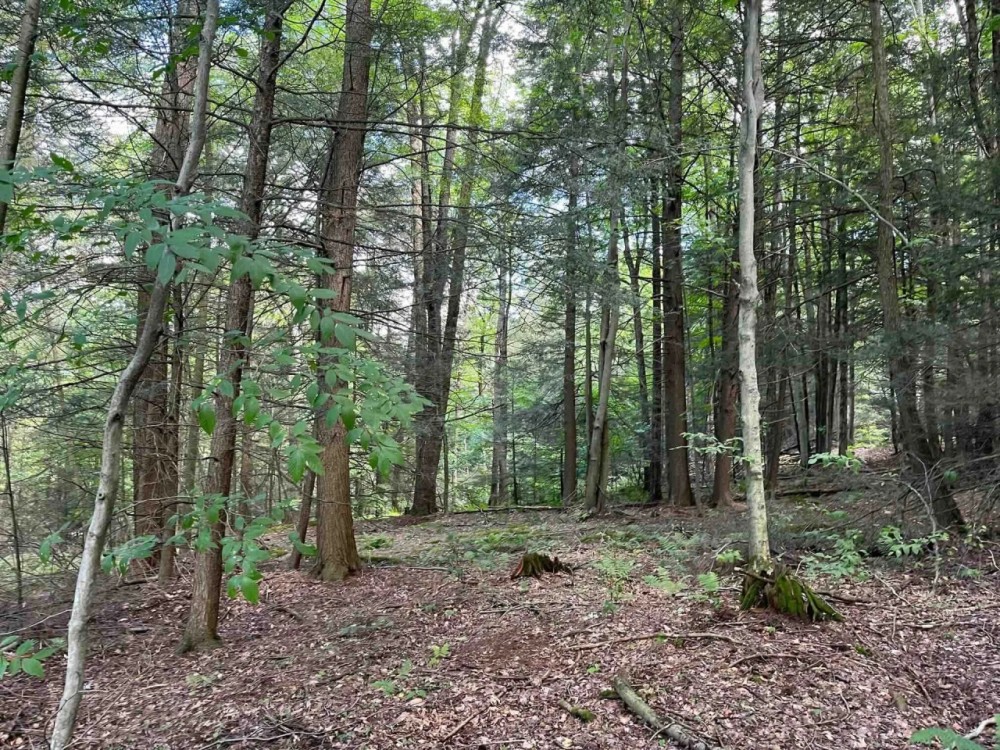 Building Lot with Woods and Building on 4 acres in Springwater NY 7000 Pokey Moonshine Rd in the Finger Lakes Region featured image