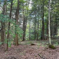 Building Lot with Woods and Building on 4 acres in Springwater NY 7000 Pokey Moonshine Rd in the Finger Lakes Region images 1