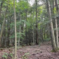 Building Lot with Woods and Building on 4 acres in Springwater NY 7000 Pokey Moonshine Rd in the Finger Lakes Region images 4