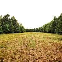 209 Acres in Carroll County in Greenwood MS images 2