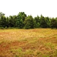 209 Acres in Carroll County in Greenwood MS images 4