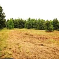 209 Acres in Carroll County in Greenwood MS images 5