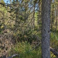 485 - Acres U.P. Vacant Land images 3