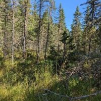 485 - Acres U.P. Vacant Land images 4