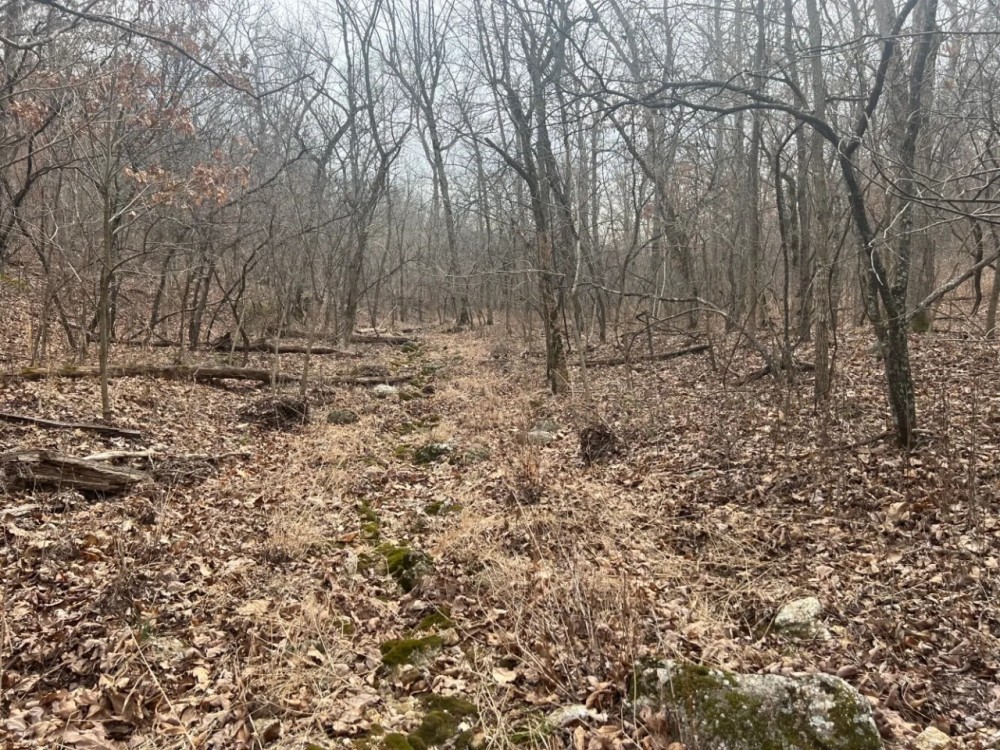 Wooded Ozarks Acreage featured image