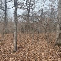 Wooded Ozarks Acreage images 3
