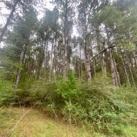 36 acres Airlne Hwy Walthall Co.