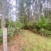 36 acres Airlne Hwy Walthall Co. images 4