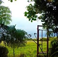 Puu O Umi, Waiakea 150 acre feral pigs hunting land in Waimea, HI
