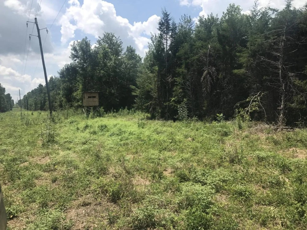 245 acres Greene Co. AL Eutaw featured image