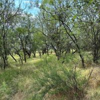 New Listing 43 - Acres TR 18 19 Shackelford County