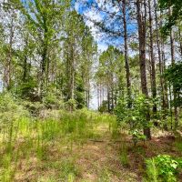 10 Acres T-14A Hickman Rd. images 5