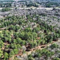 24850 Green Forest Dr images 4
