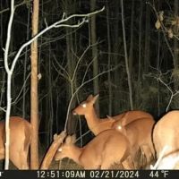 19 Acres in Leake County in Walnut Grove MS images 2