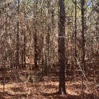 19 Acres in Leake County in Walnut Grove MS images 3