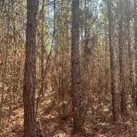 19 Acres in Leake County in Walnut Grove MS images 4