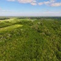 25.22 acres of Recreational Timber Land For Sale in Pitt County NC images 2