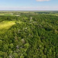 25.22 acres of Recreational Timber Land For Sale in Pitt County NC images 4