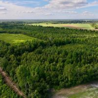 25.22 acres of Recreational Timber Land For Sale in Pitt County NC images 5