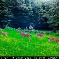-585 Acres of Recreational Residential Investment Mountain Land For Sale in Patrick County VA images 3