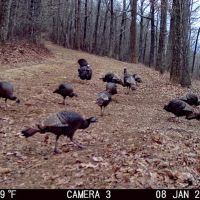 -585 Acres of Recreational Residential Investment Mountain Land For Sale in Patrick County VA images 5