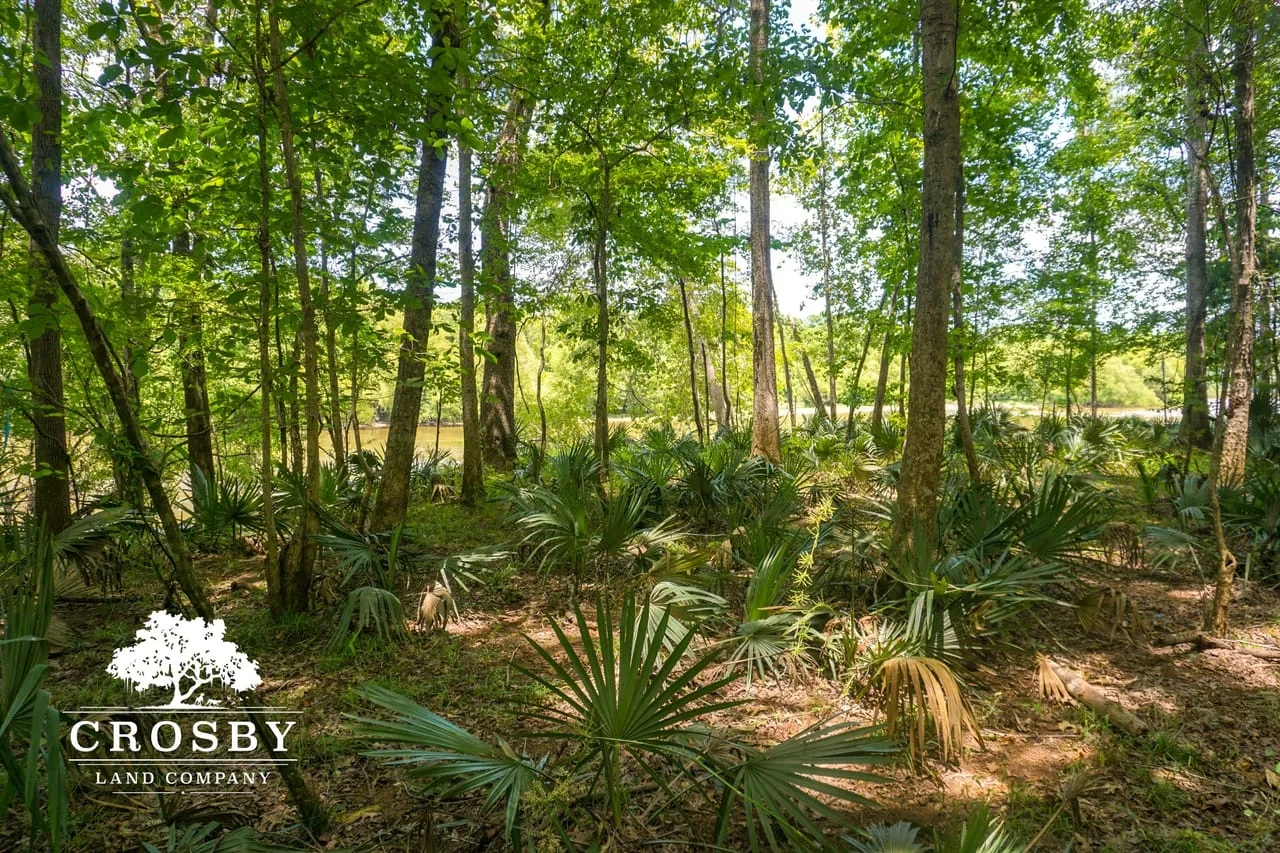 Old River Road Tract Hunting Land for Sale