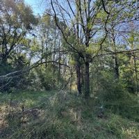 291.61 Survyed Acres Located in Utica MS Camp pond food plots. images 2